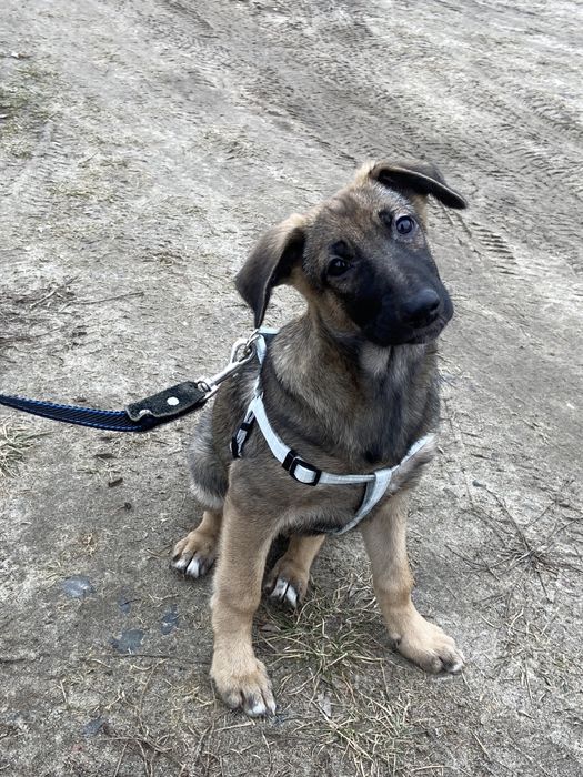 Собачки в добрі руки