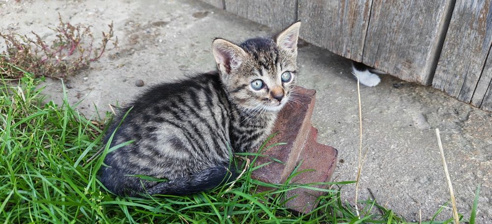 Kocięta do oddania  adopcji aktualne