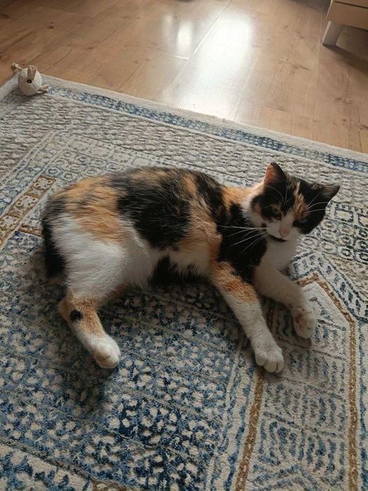 Szukasz jedynaczki? Wiki chce mieć Twoje serce tylko dla siebie!