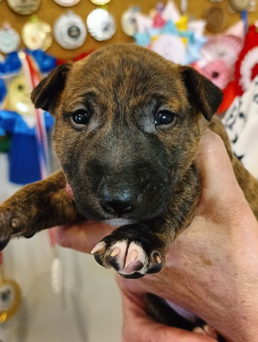 Bulterier Miniaturowy  ZKwP/FCI oddział Poznań