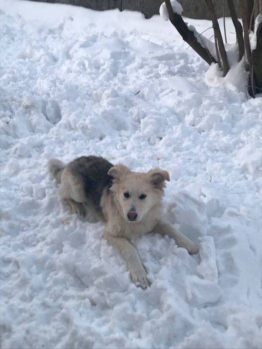 Стерилізована Умка шукає відповідальних батьків!