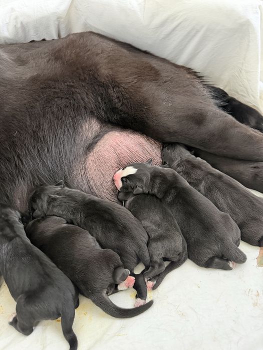 Алабай ксу, резерв