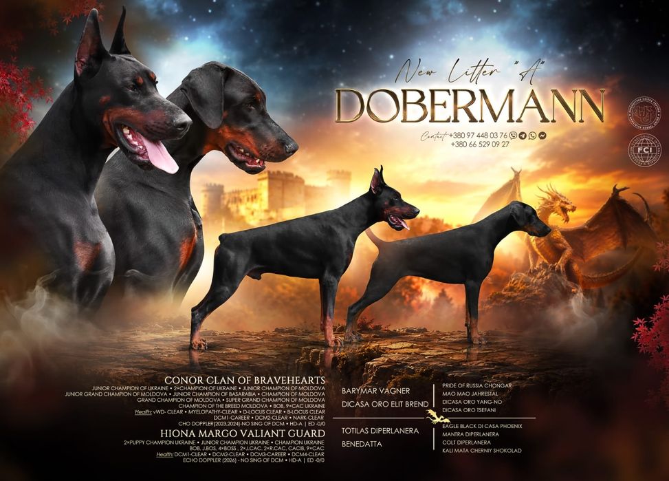 Doberman FCI  samiec