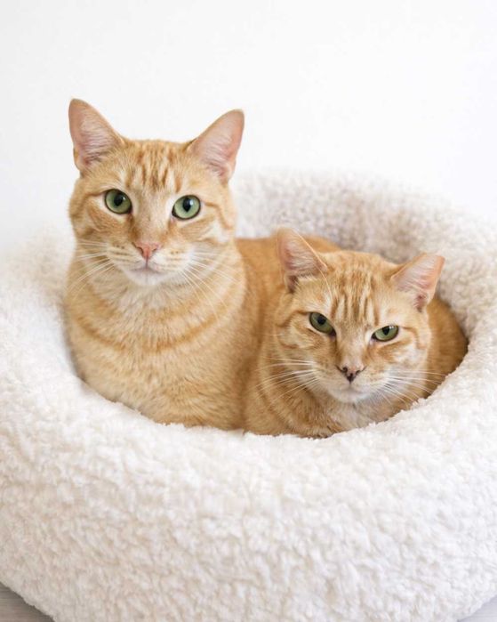 Setúbal / Margem Sul / Lisboa — PACO e COOKIE, gatinhos para adoção