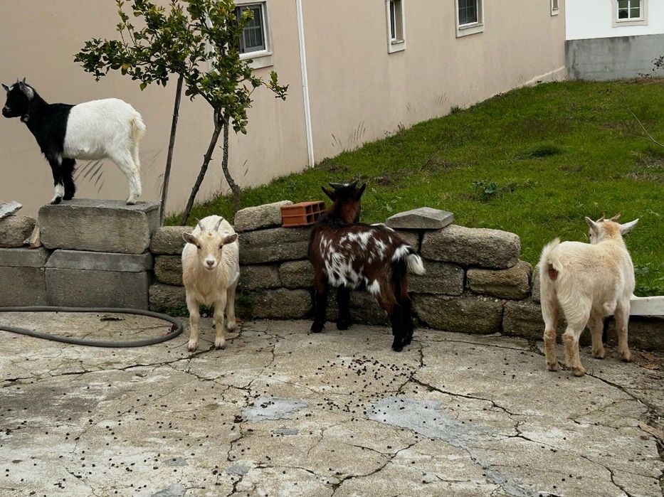Vender Cabras anas