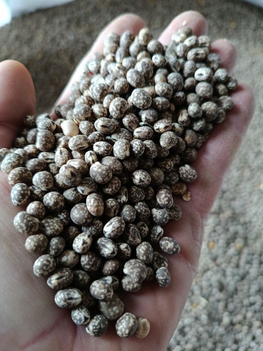 Łubin gorzki ekologiczny