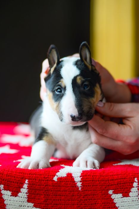 Хлопчик мініатюрного бультерʼєра