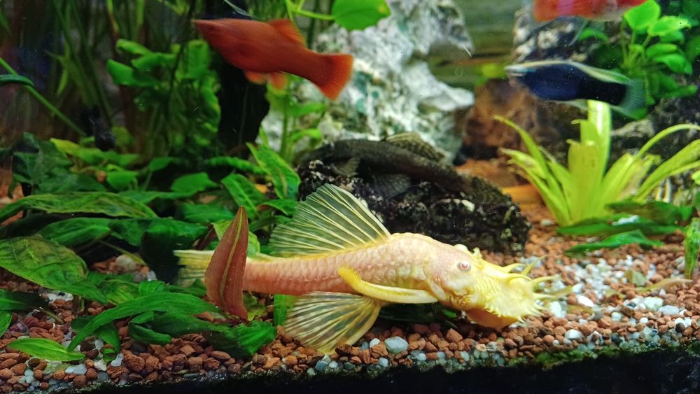 Glonojad  albinos samiec.