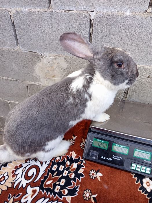 Кролі, робочі самці та молодняк