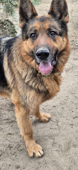 Piesek okolo 7 lat