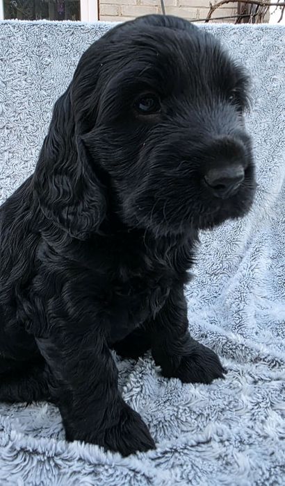 Chłopiec cocker spaniel angielski SWKiPR niesamowity pieszczoch