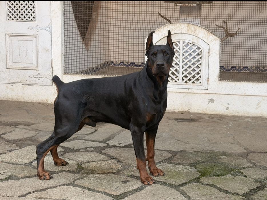 Dobermans com excelente Lop e qualidade