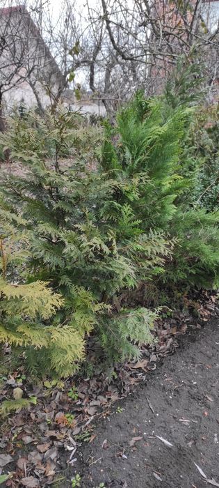 Туя західна 100-120 см