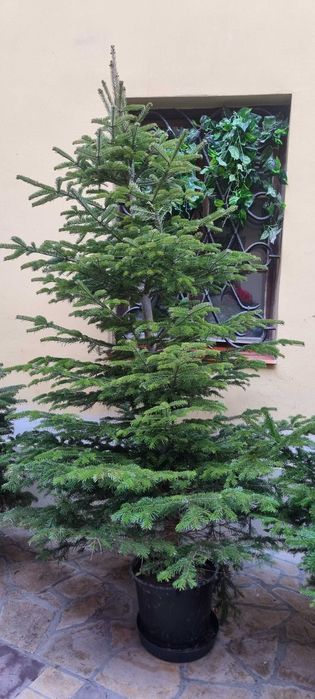 Choinki do ogrodu ,wysokie . Jodła kaukaska.