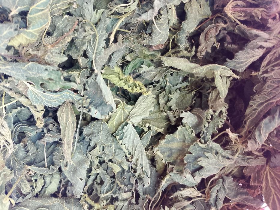 Продаю лікарські рослини: звіробій, парило, грицики, лист кульбаби