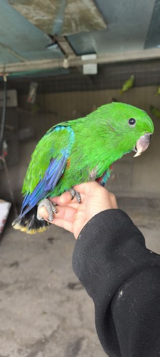 Papagaios écletus para acabar de criar a mão
