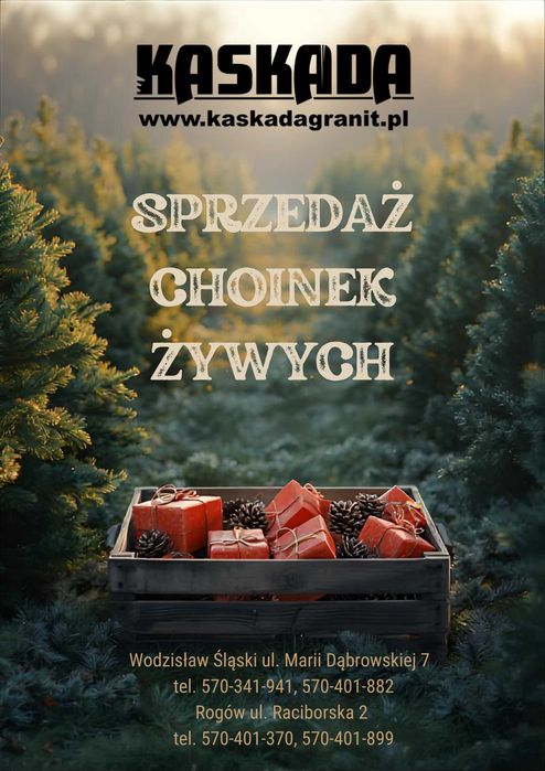 Choinki Choinka żywa Świerk Jodła Kaskada Pszów Rogów Wodzisław śląski