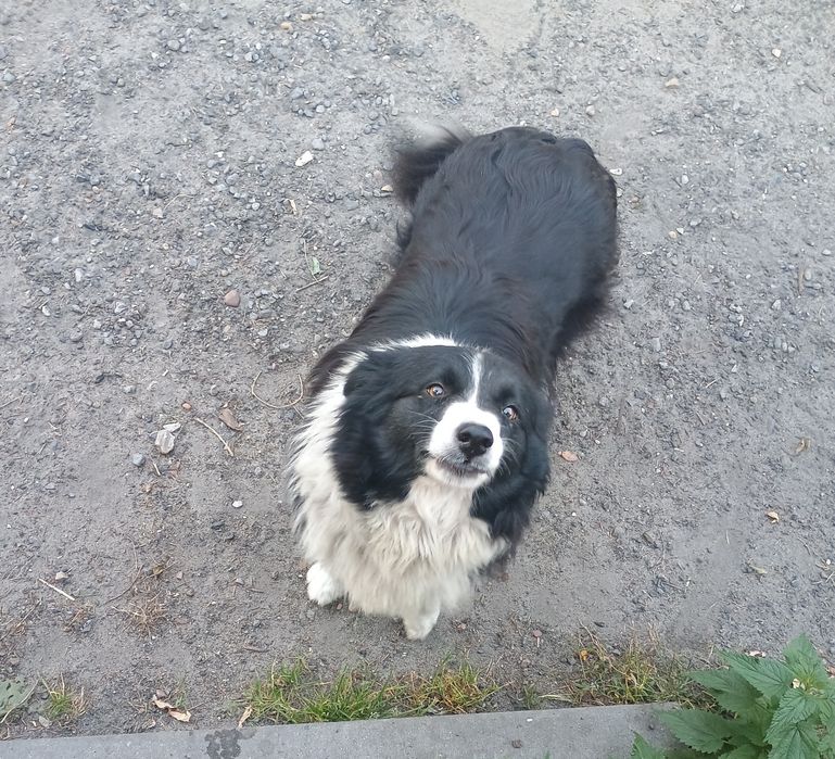 Za darmo border collie