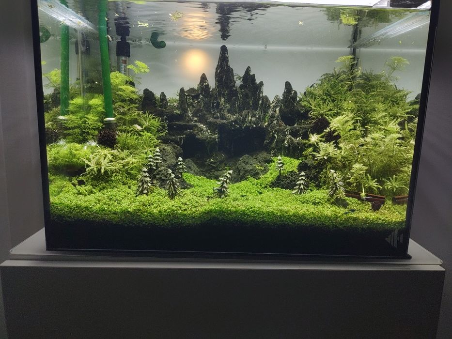 Plantas e musgo para aquário