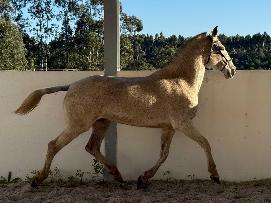 Égua Puro Sangue Lusitano Pontuada