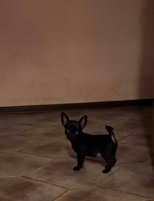 Chihuahua czarne i lilowe tan