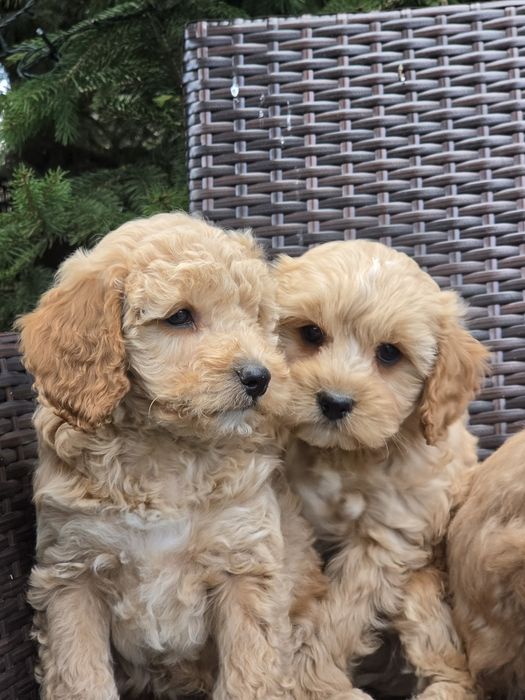 Cavapoo  szczenię  z metrykę