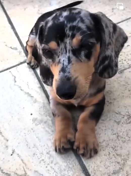 Мраморні таксята з доставкою в Польщу.