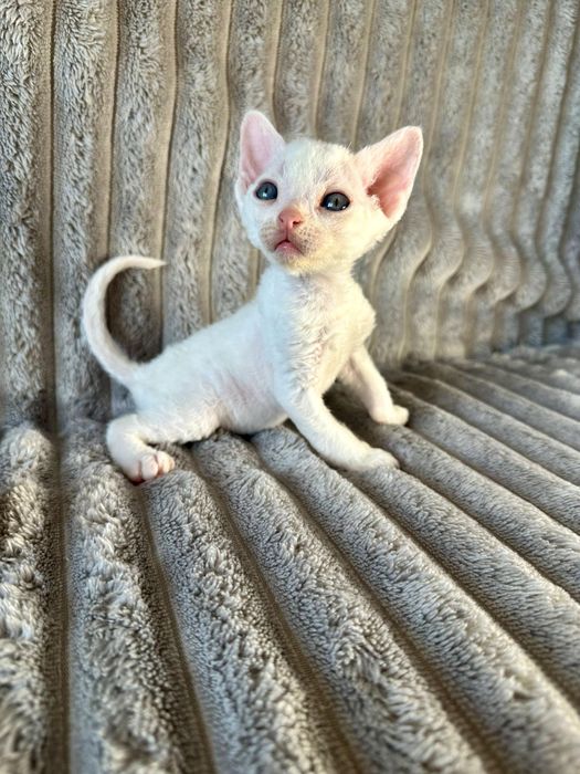 Котик Девон рекс/Devon Rex