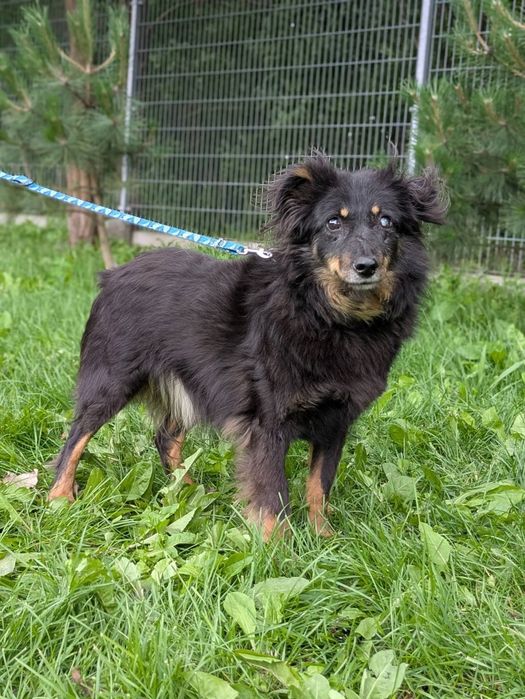 Twix puchaty seniorek, którego los nie oszczędzał do adopcji!