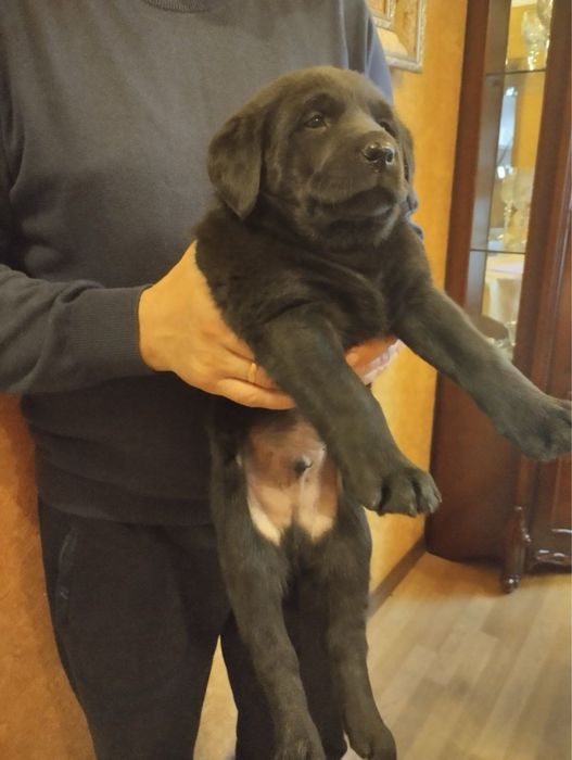 Продам цуценят Лабрадорів