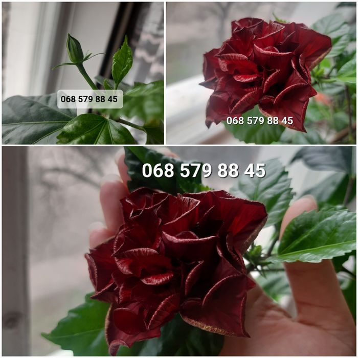 ГІБІСКУС червоний МАХРОВИЙ (кімнатна рослина), китайська роза червона
