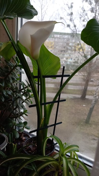 Кала кімната,можна влітку  висаджувати  на городі.