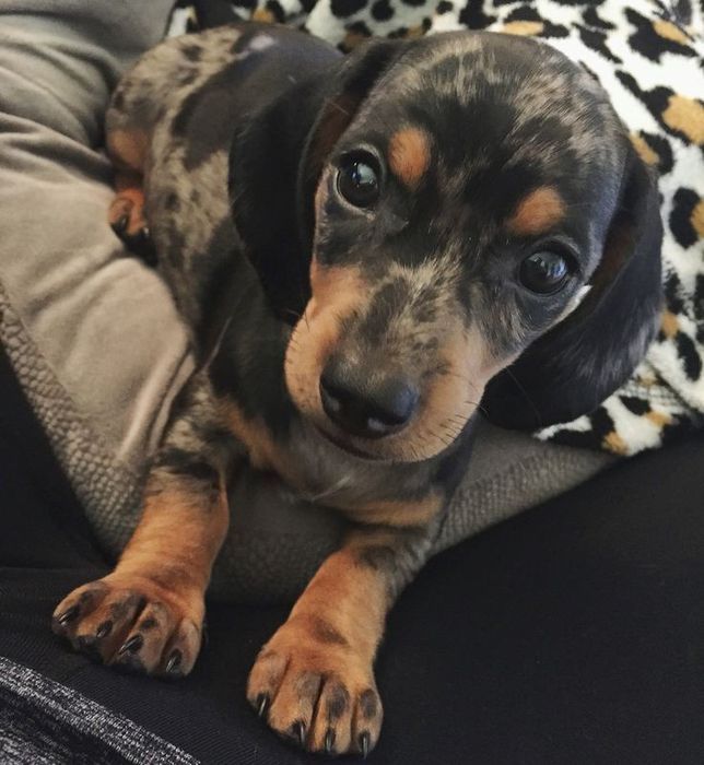 Мармурова такса – найкращий подарунок!