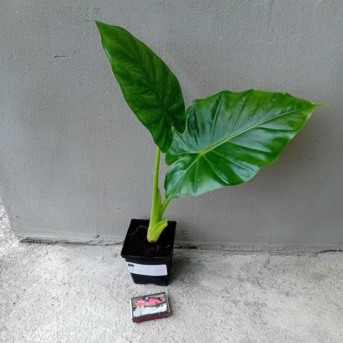 Alocasia. Ogromne liscie Alokazja +Gratisy