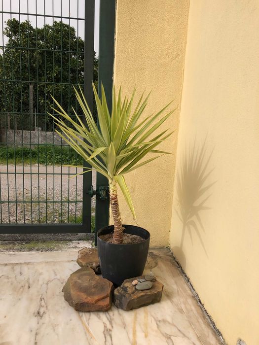 Yuca planta de interior ou exterior