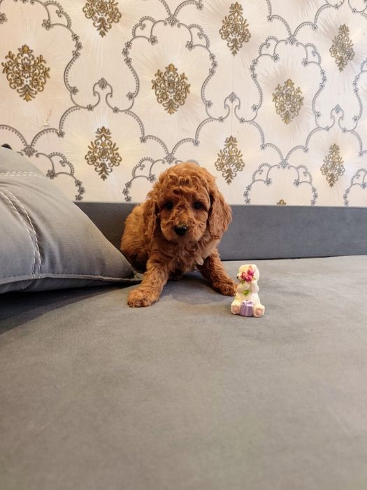 Пуделькі Red Braun!