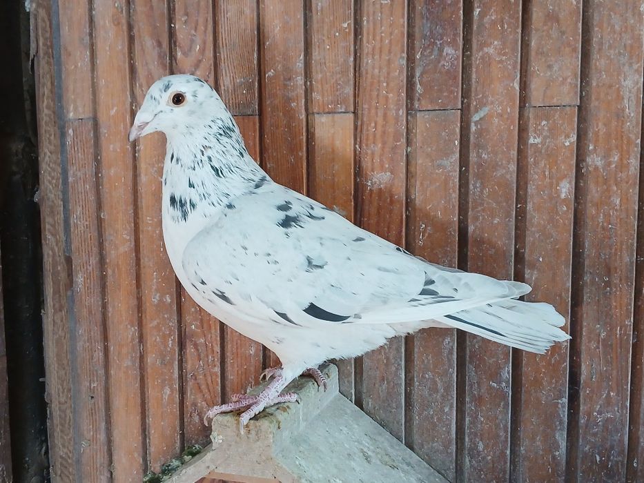 Gołębie pocztowe  stipper brown almond