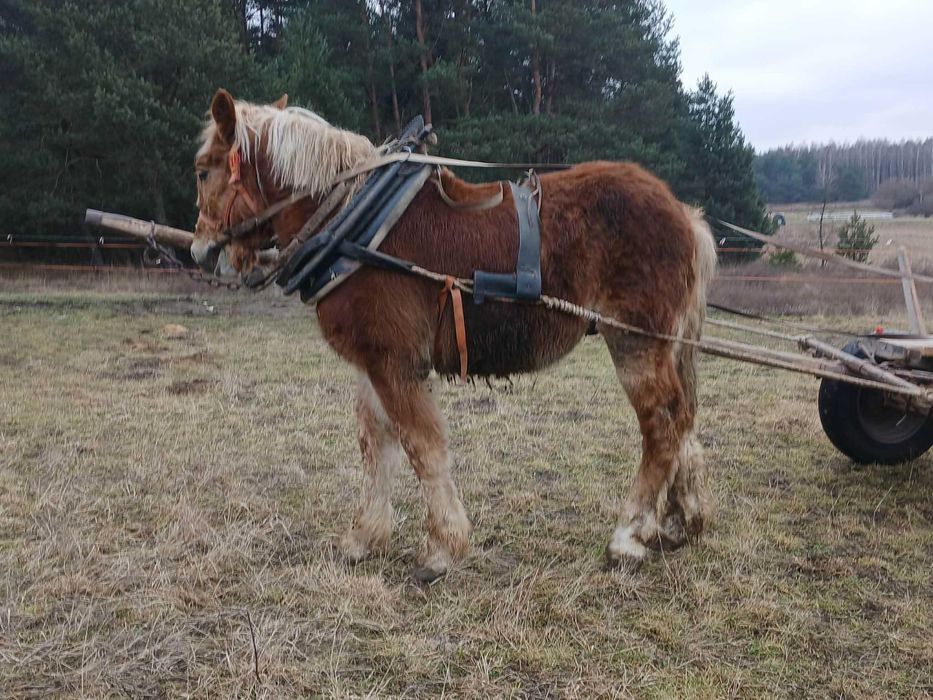 Źróbek rasy Polski Kon Zimnokrwisty