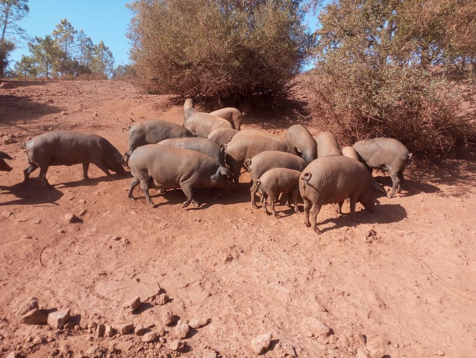 leitões cruzados pietran/Duroc, porcos pretos