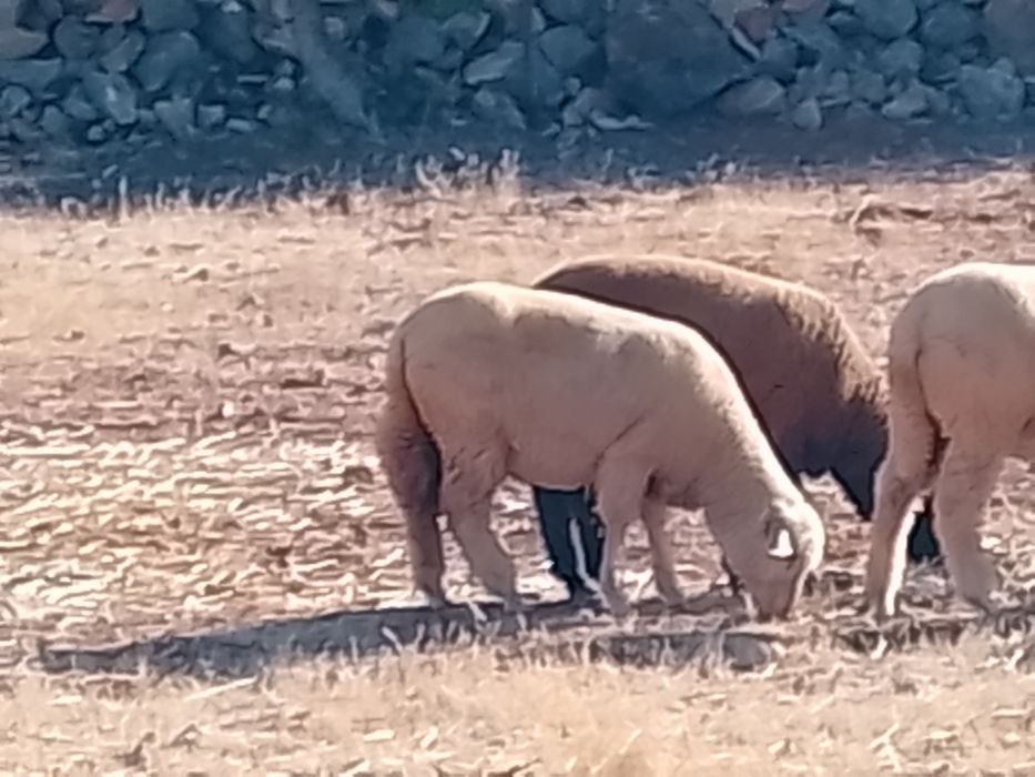 Borrega ainda não tem 1 ano