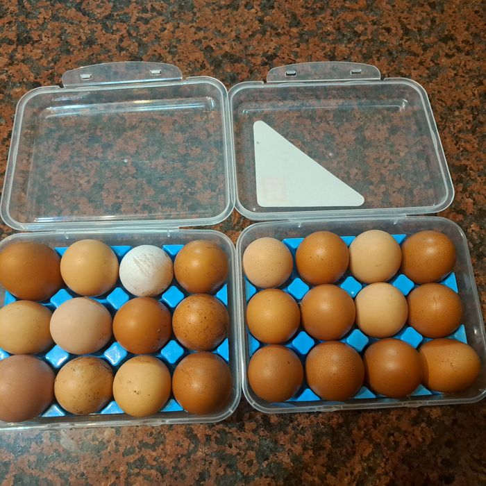 Ovos Caseiros de Galinhas Criadas ao Ar Livre