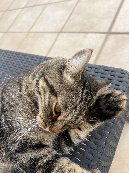 Cuidadora de gatos