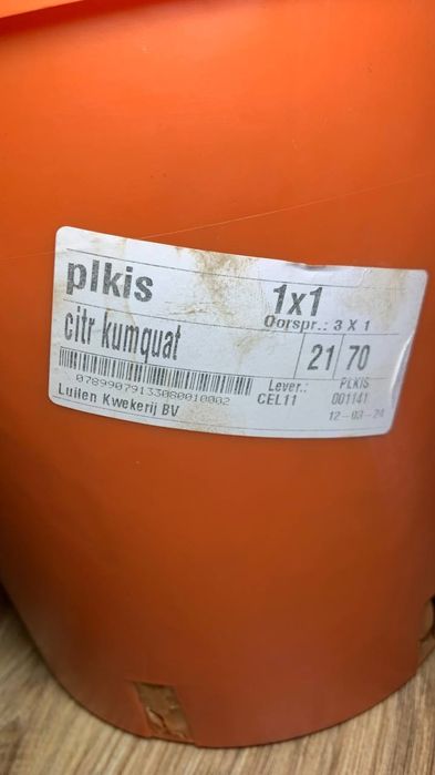Кумкват / цитрус  / золотий апельсин h 75 cm