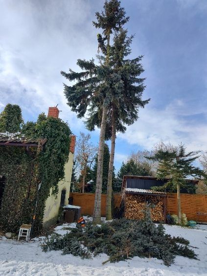 Wycinka i pielęgnację drzew metodami alpinistycznymi