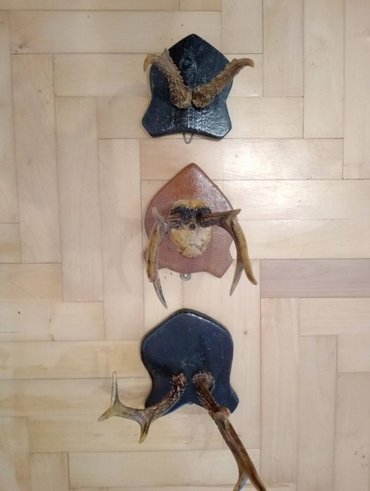 Poroża zrzuty komplet