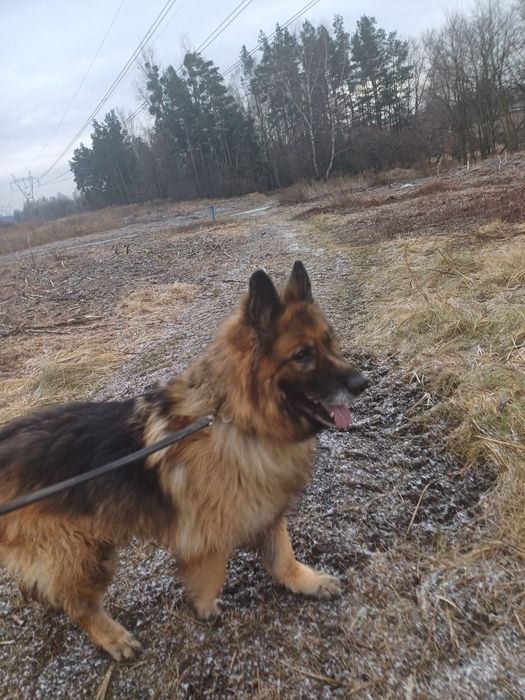 Brutus pies schronisko Rybnik