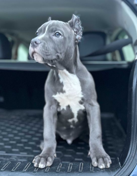 АСТ АМСТАФ щенки цуцики блакитні розплідник Харків!