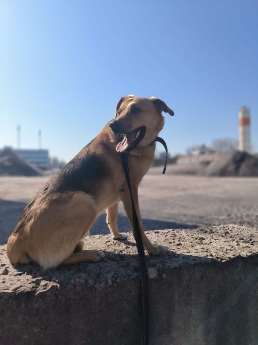Неймовірний пес для неймовірних людей