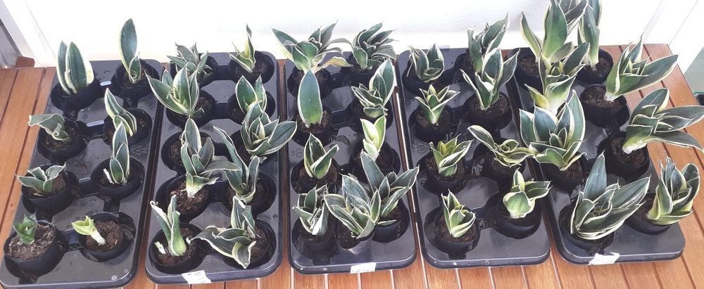 Espadas de São Jorge (desumidificador natural)