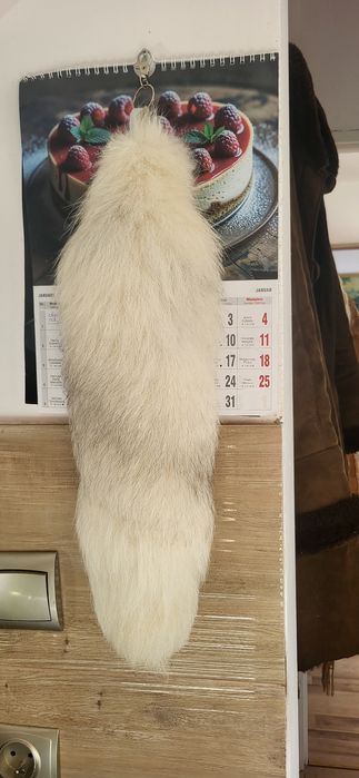 Lisia kita zawieszka